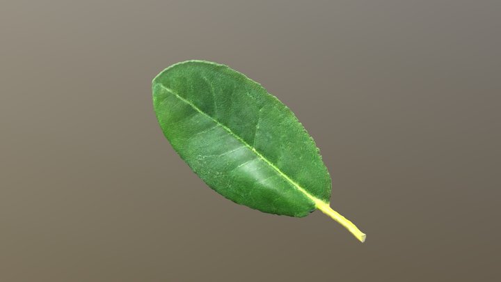 rhododendron leaf 3D Model