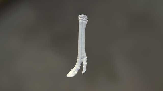 Merychippus Right Hind Bone 3D Model