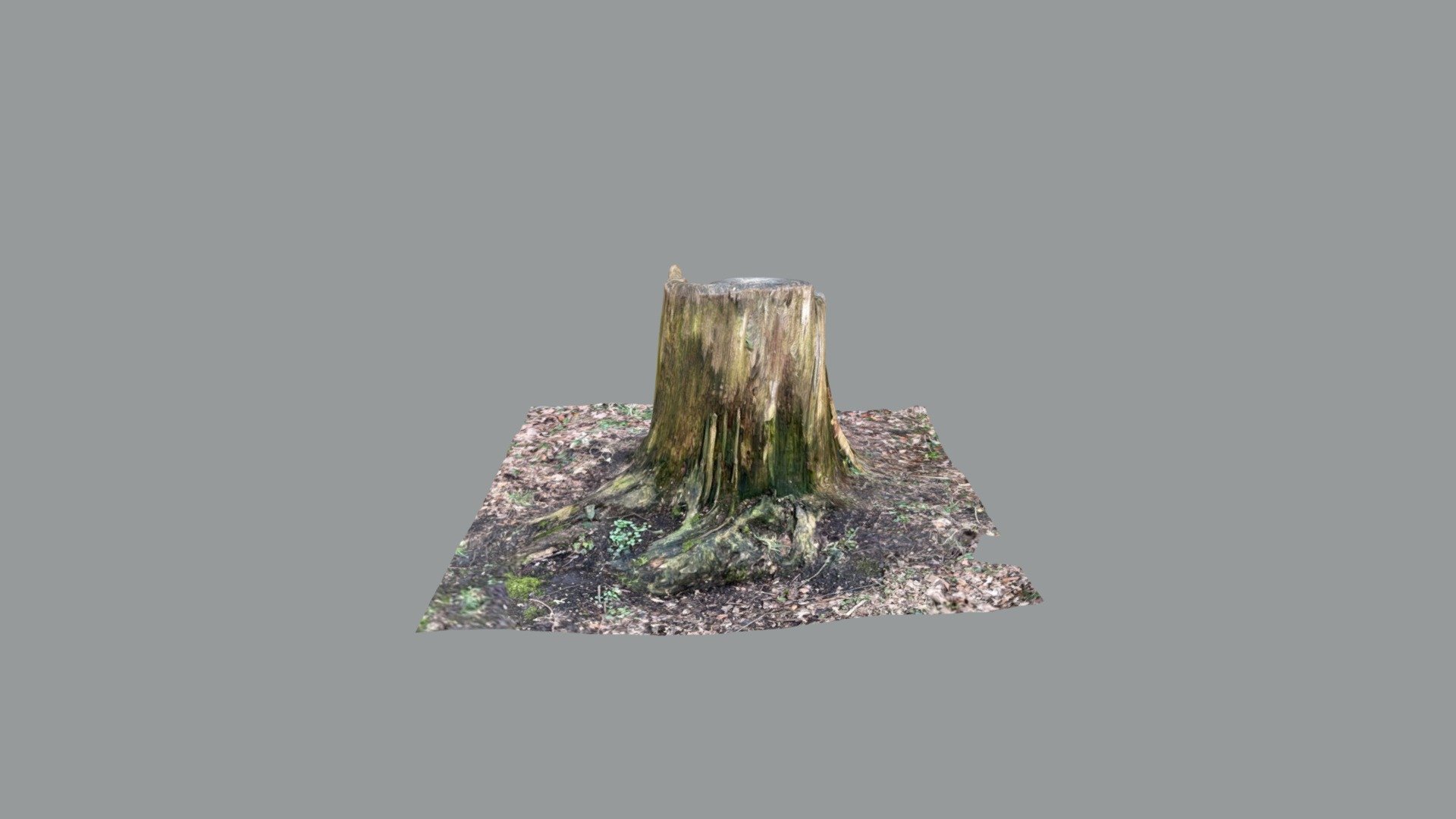 Rotten Tree Stump