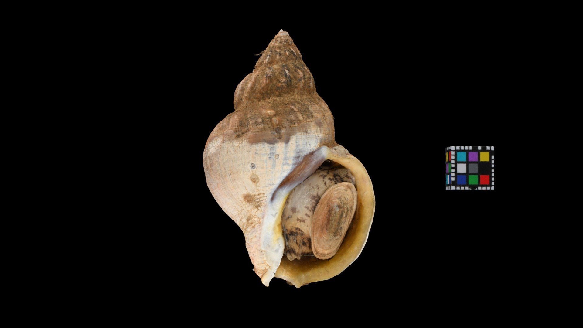 エゾバイ Middendorf's Whelk, Buccinum middendorffi