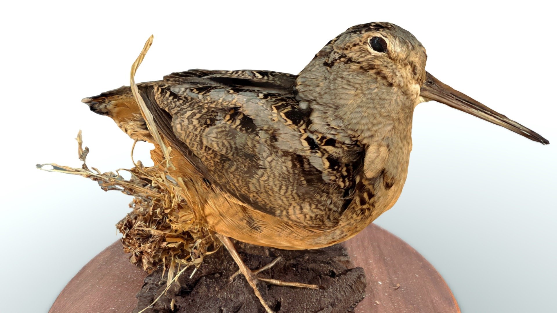 Bird V2