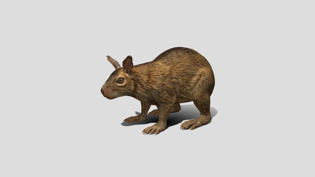 Curious Brown Marsupial