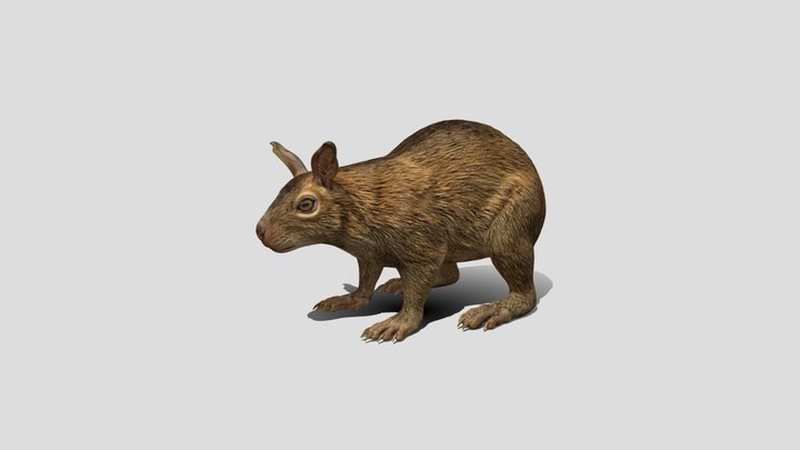 Curious Brown Marsupial – Kostenloses 3D-Modell STL