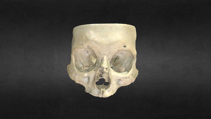 Base del cráneo/Skull base 3D Model
