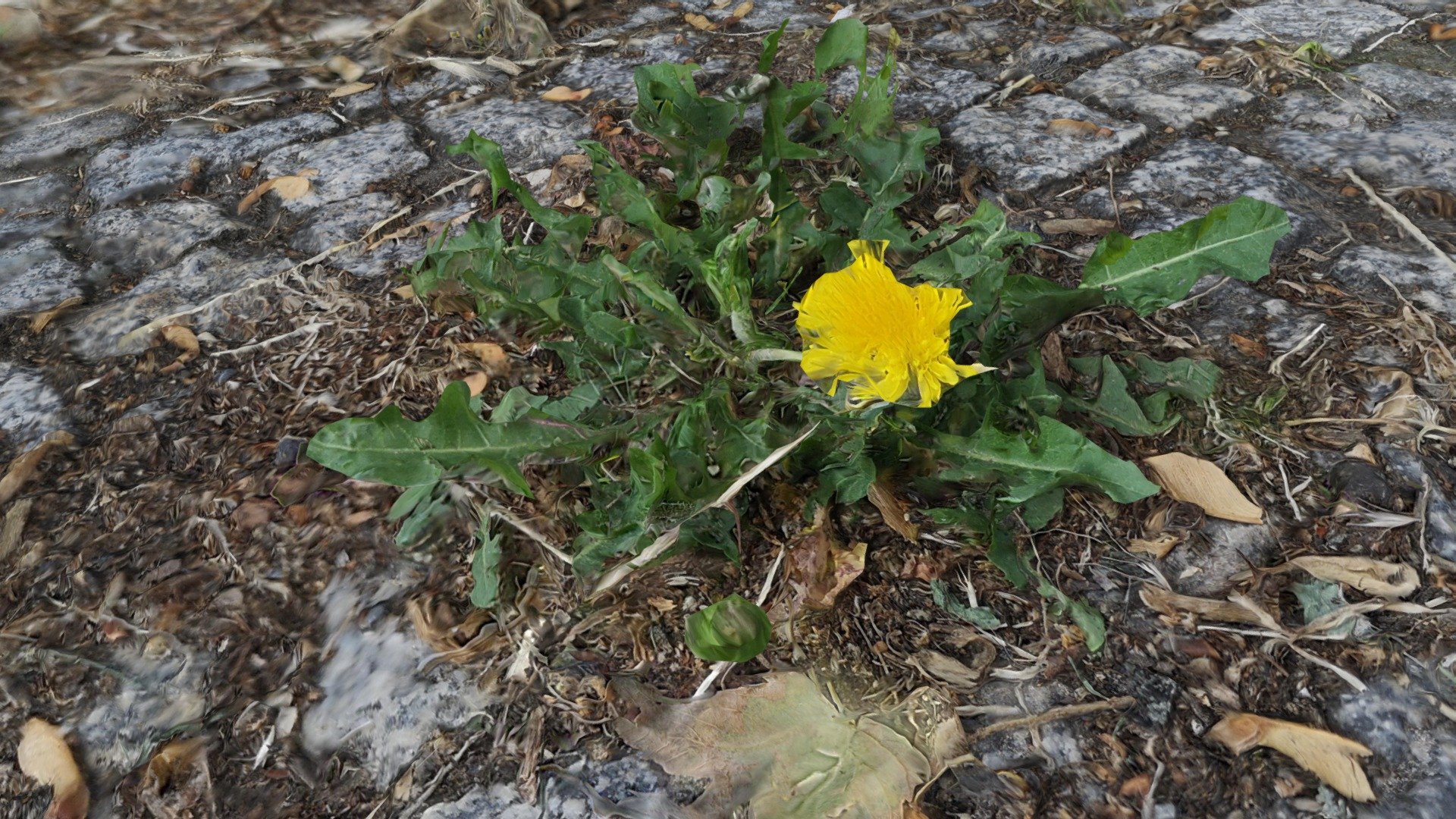 Berlin dandelion