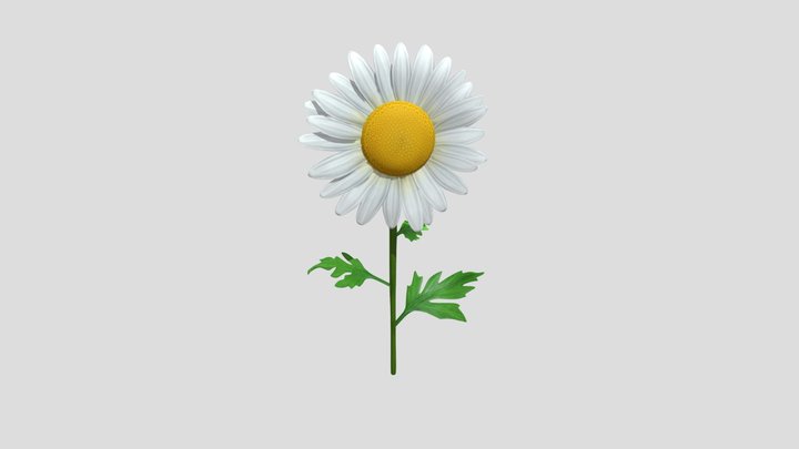 Bunga Daisy (Aster) 3D Model