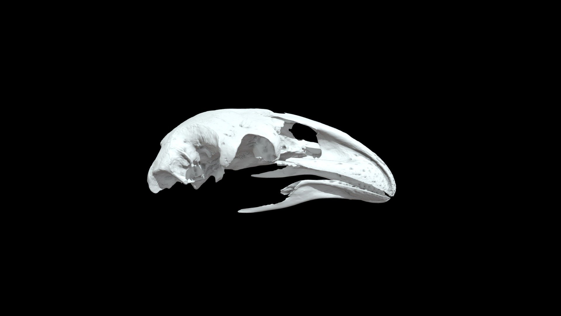 Moa nunui skull (South Island giant moa)