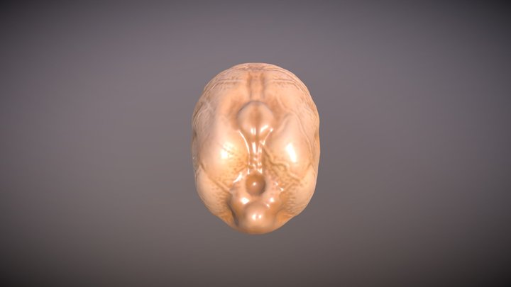 chickpeas 3D Model