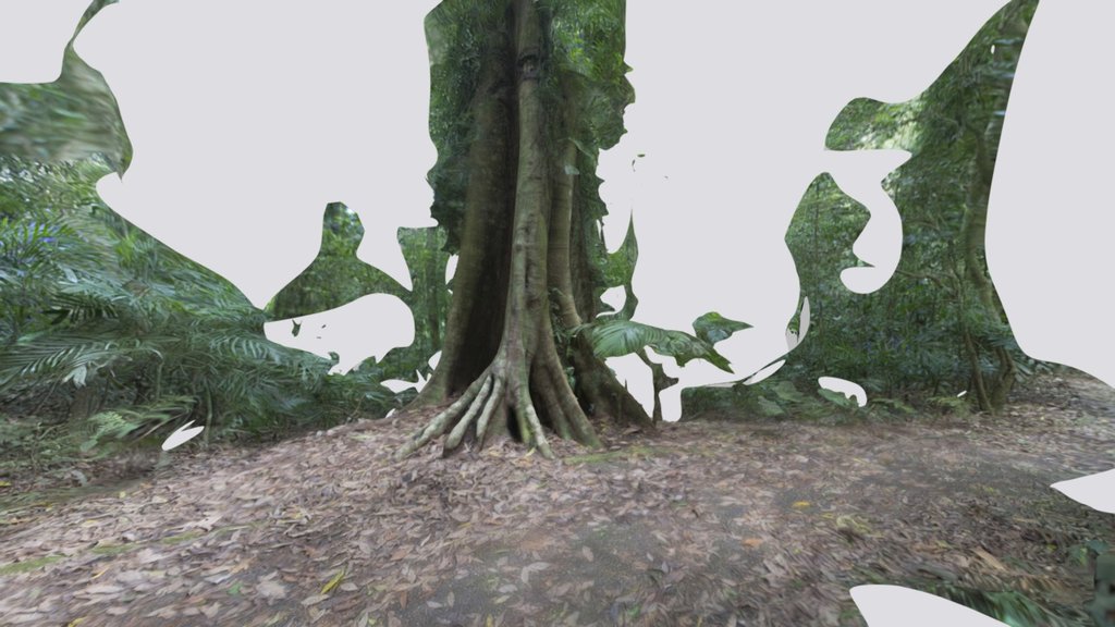 Dorrigo Tree