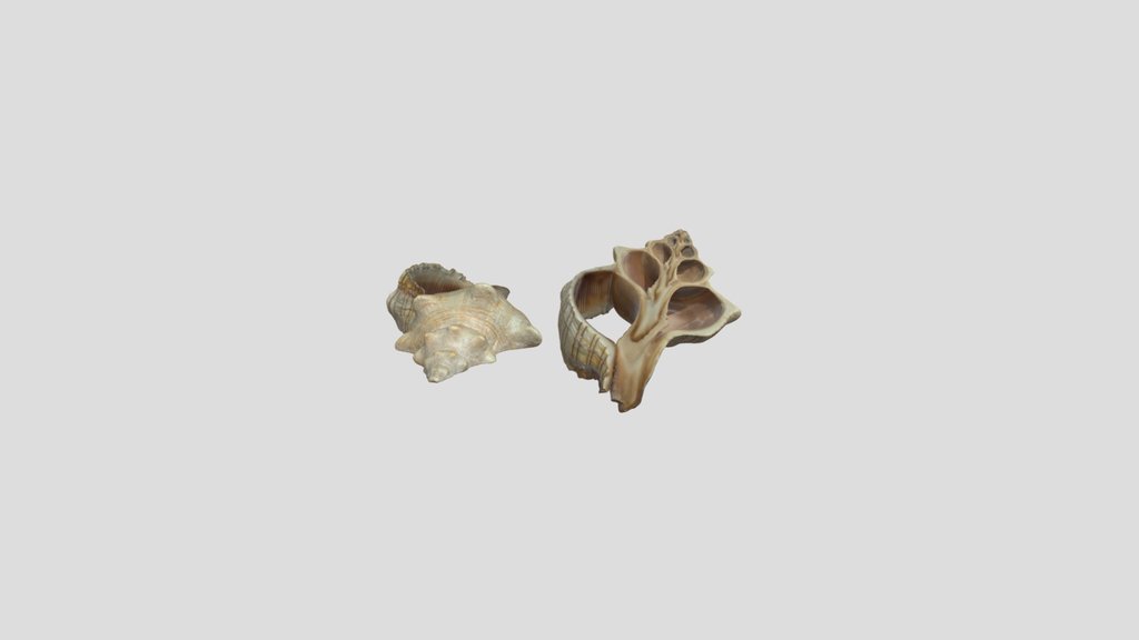 Decorative Sectioned Seashell