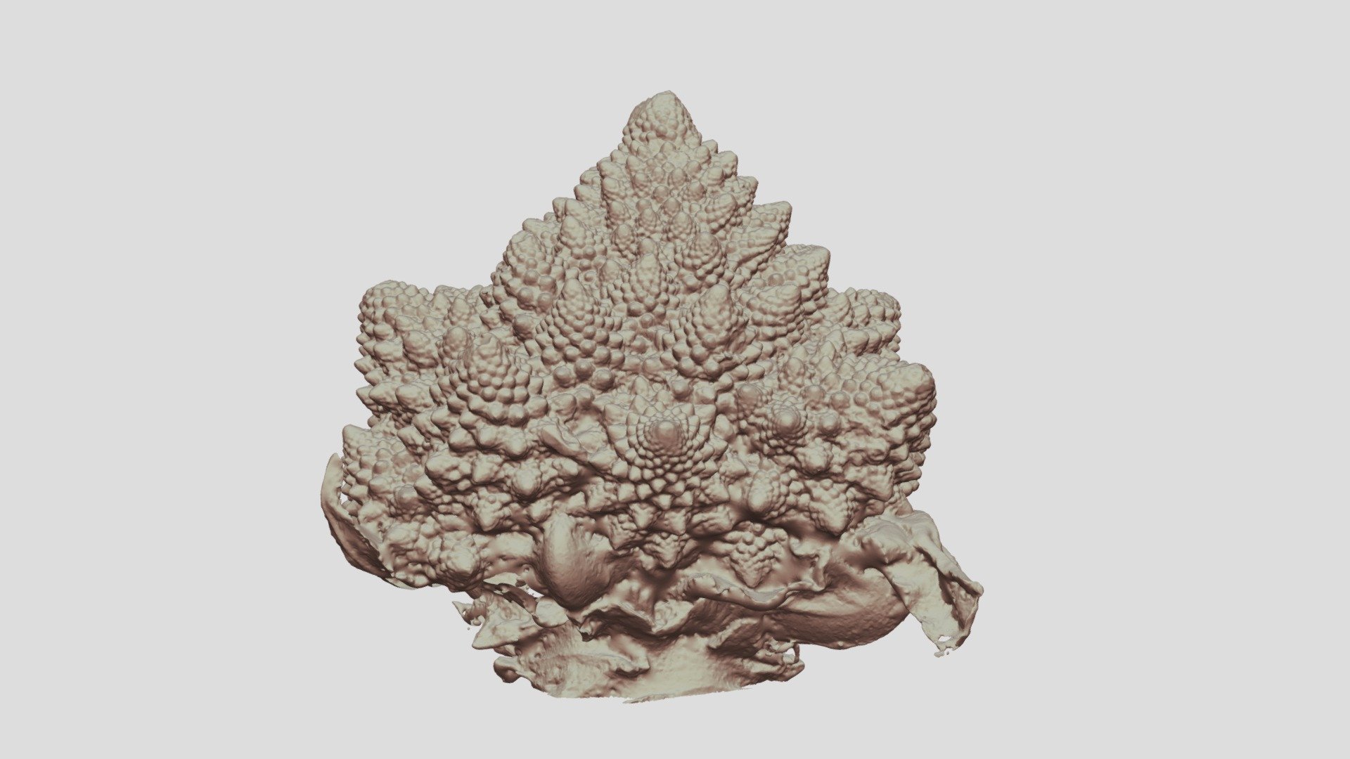 Broccolo Romanesco 07