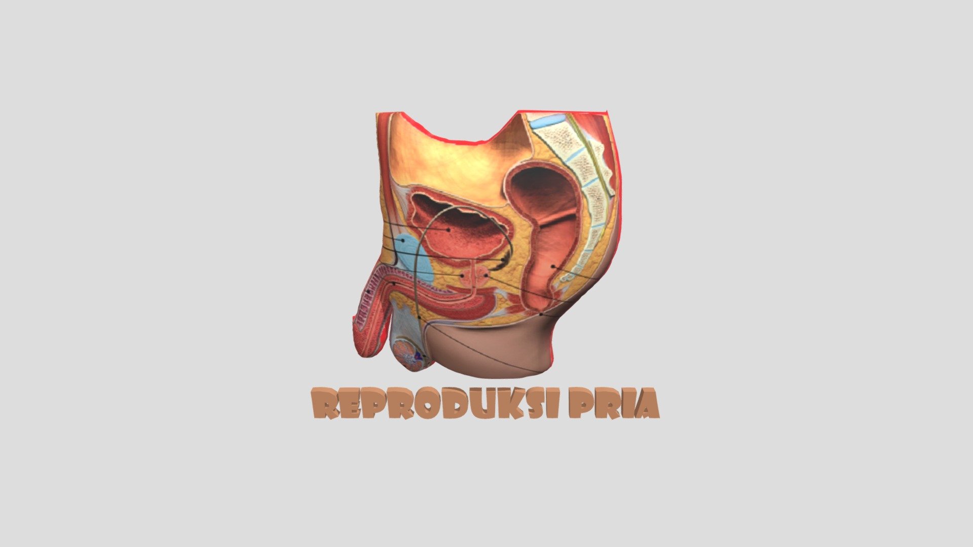 Reproduksi Pria Latihan 2