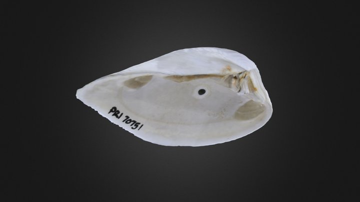 Eucrassatella speciosa (PRI 70751) – Gratis 3D-model STL