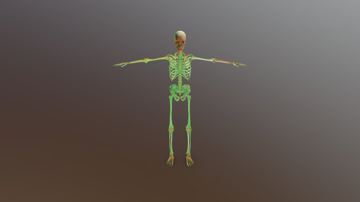 Esqueleto 3D Model