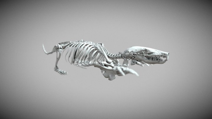 Talpa europaea 3D Model