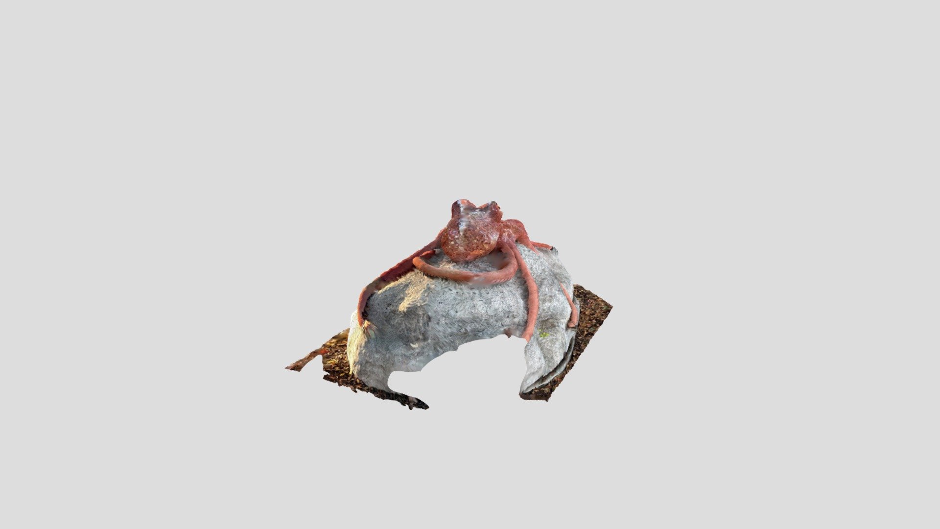 Octopus