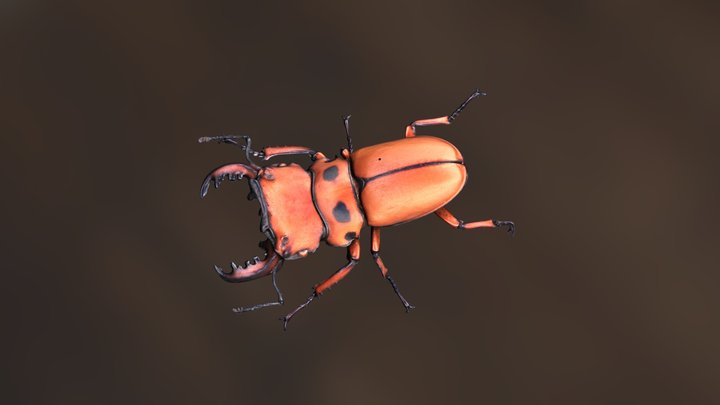 Homoderus Mellyi 3D Model