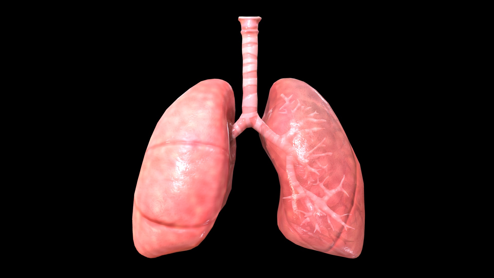 3D model Respiratory System - This is a 3D model of the Respiratory System. The 3D model is about a pair of pink sausages.