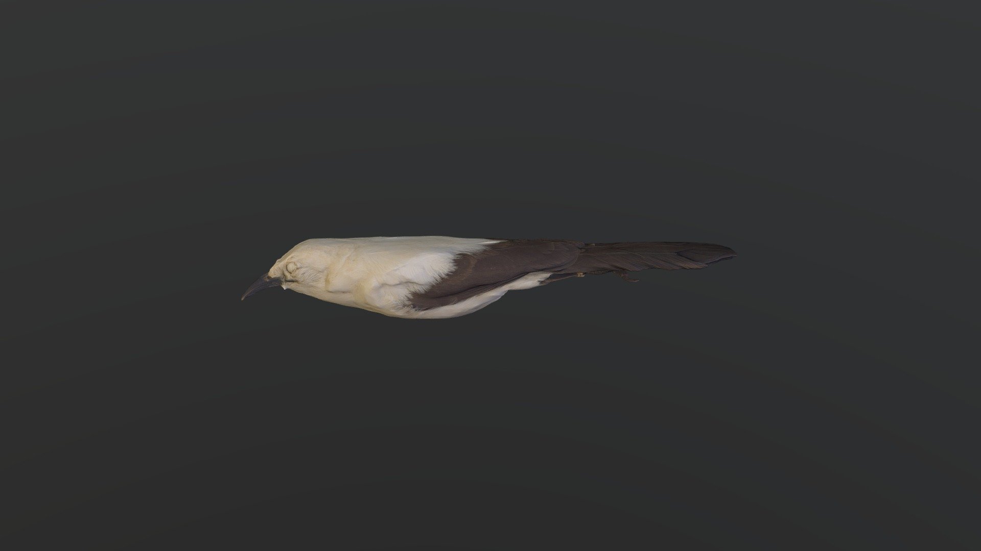 Southern Pied-Babbler - Turdoides bicolor - Download Free 3D model by ...