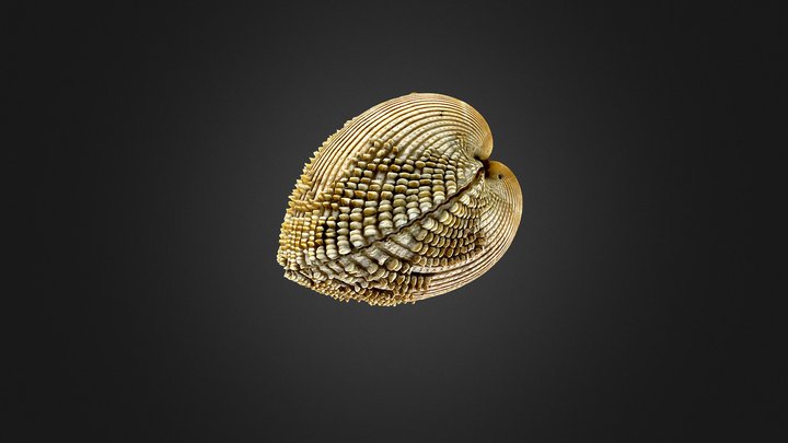 Acanthocardia spinosa 3D Model