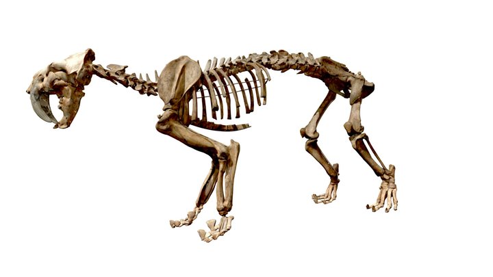 Smilodon_low Res 3D Model