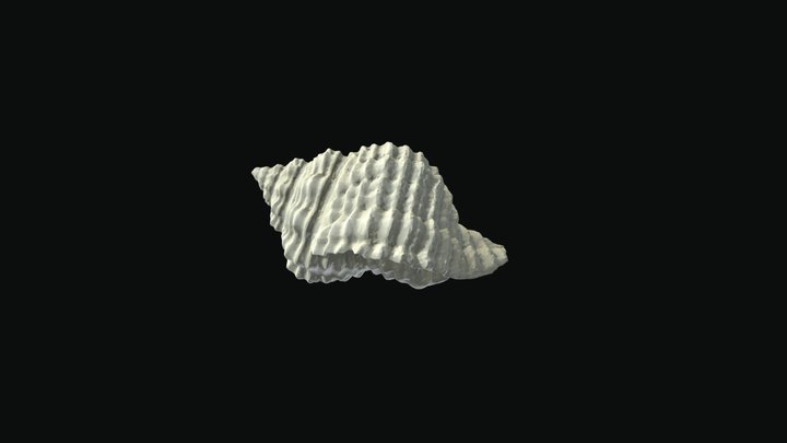 Solenosteira vaughani 3D Model