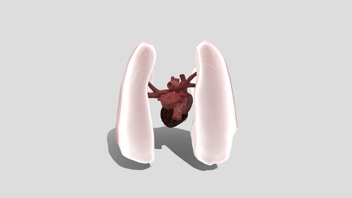 Heart & Lung with Labels 3D Model