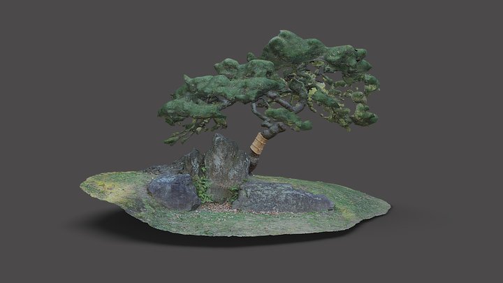 旧芝離宮恩賜庭園の松    A pine tree in Japanese garden 3D Model
