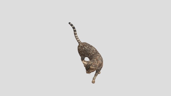 Bengal Cat Non Commercial 3D Model