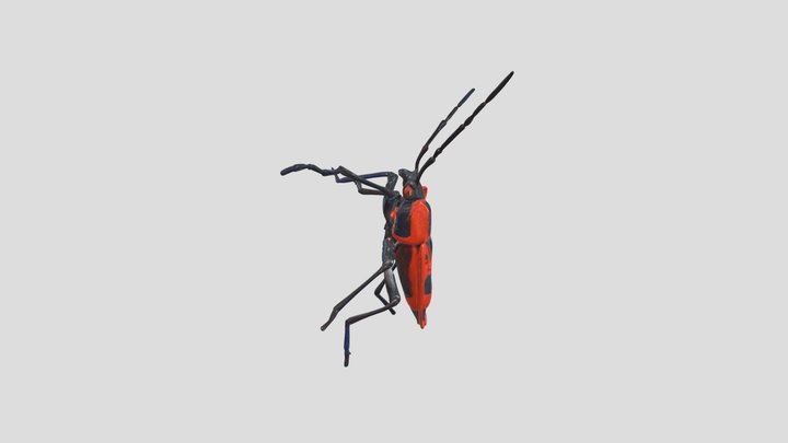 Pyrrhocoris apterus 3D Model