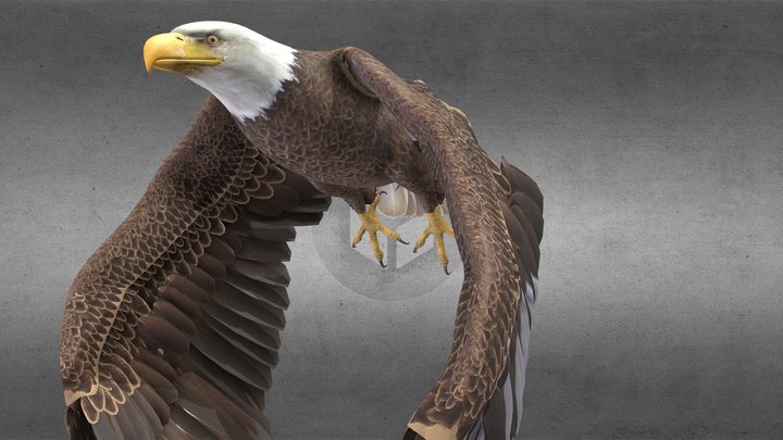 high detailed eagle full-rigged and animated 3D Model