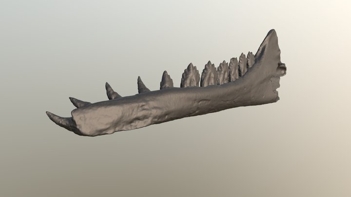 Coronodon extinct whale mandible CCNHM 108 3D Model