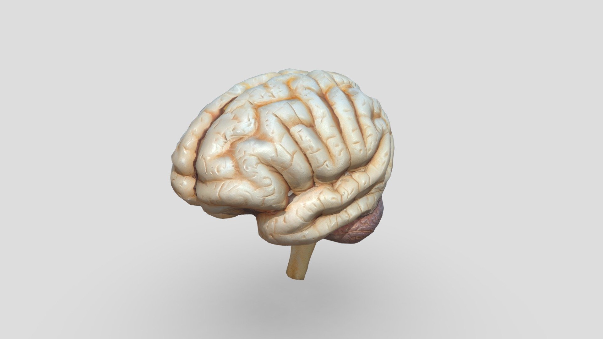 Human Brain - Buy Royalty Free 3D model by plaggy [ada1a01] - Sketchfab ...