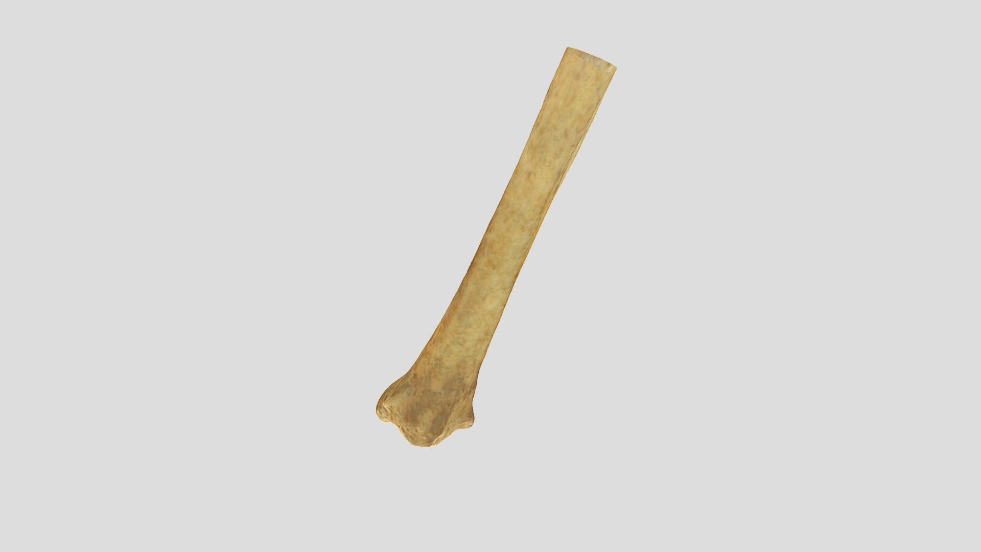 Qasr Hallabat Tibia 1