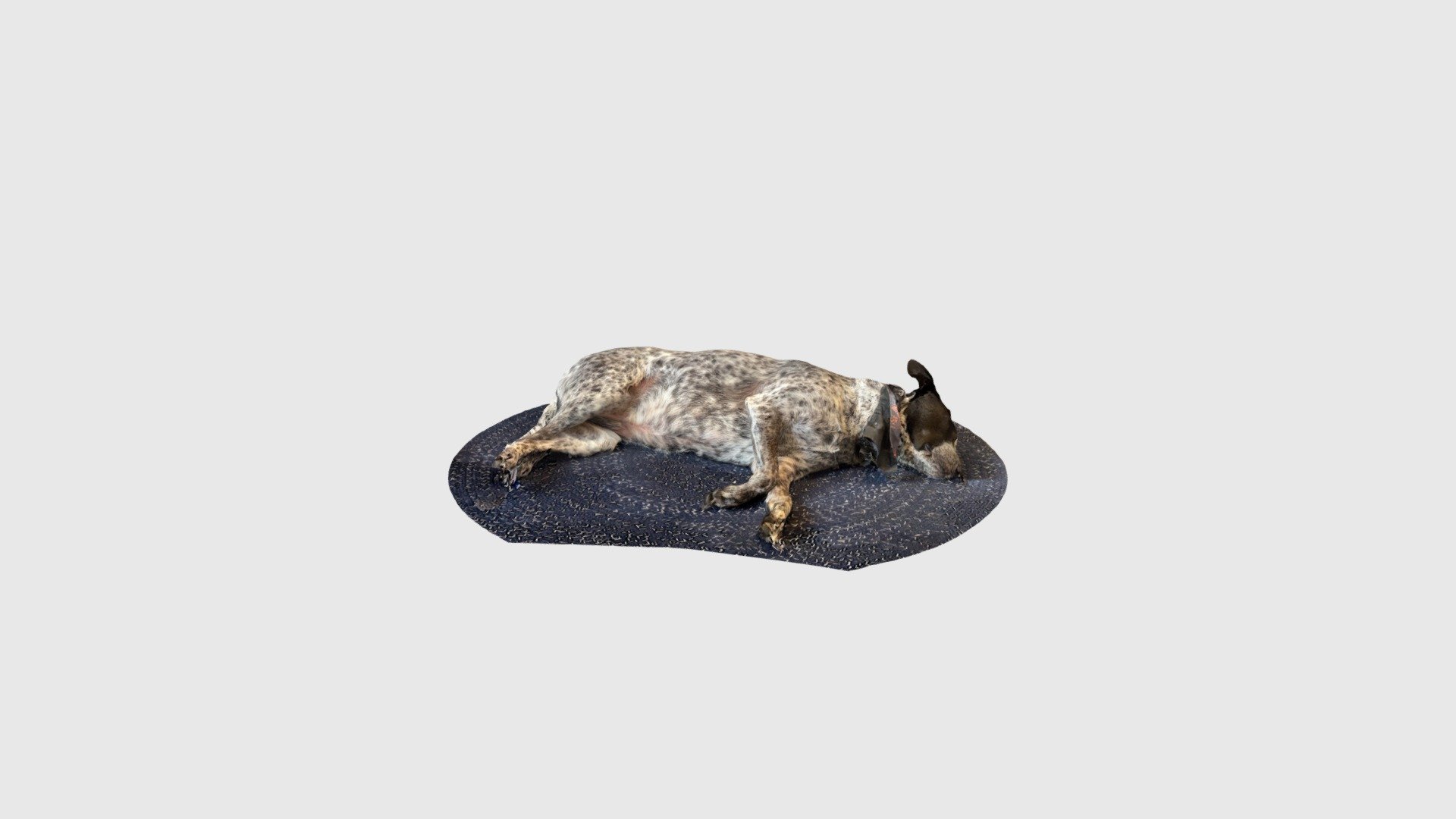 Dog test