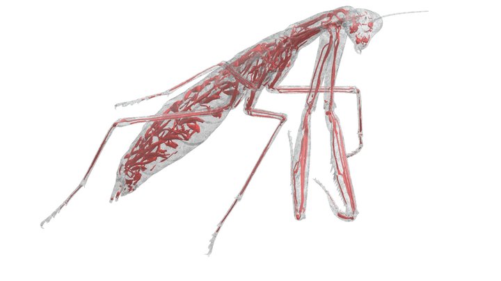 Praying Mantis - Extracted Interior 3D Model