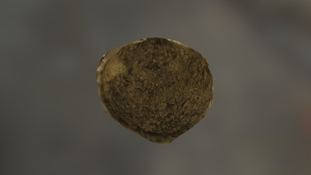 Brachiopod 5