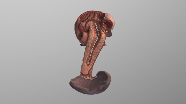 Pancreas Vasculature 3D Model 3D Model