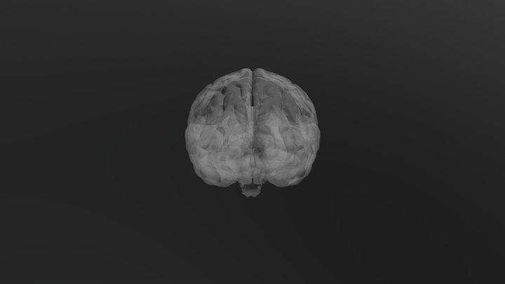 Brain Model 3D Model