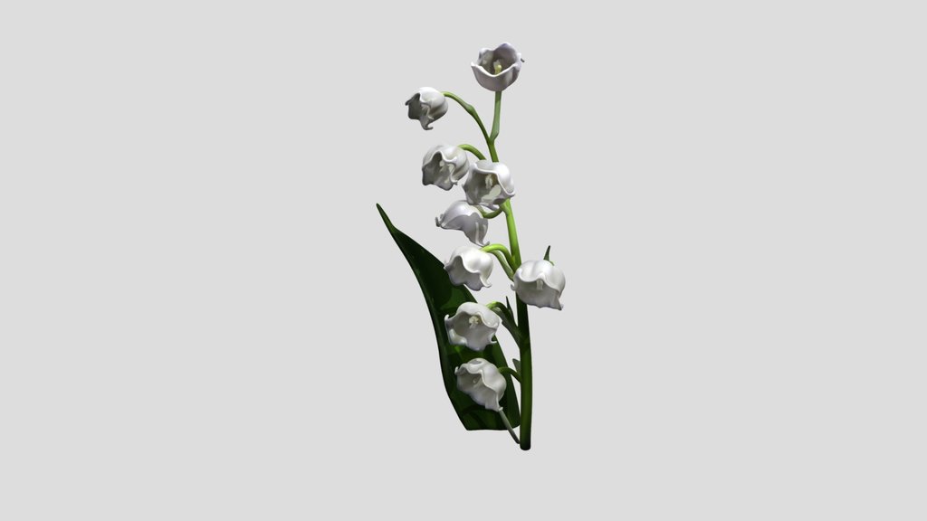 Lily of the Valley in Bloom