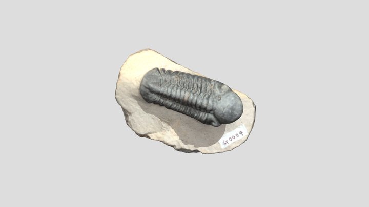 三葉虫 3D Model