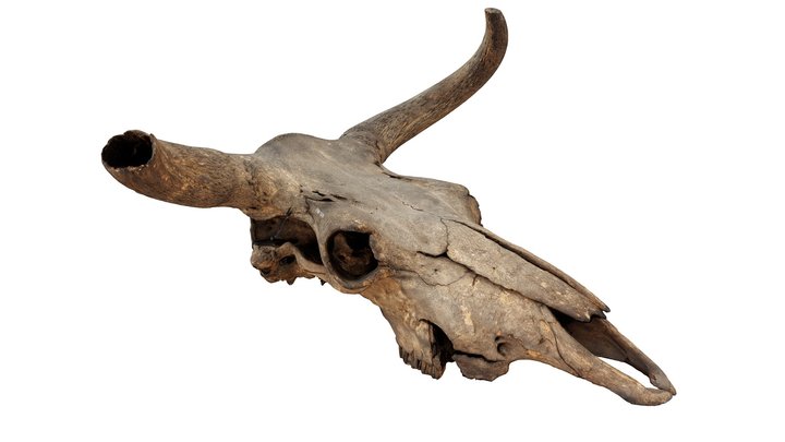 Aurochs Skull, subfossil - Bos 3D Model