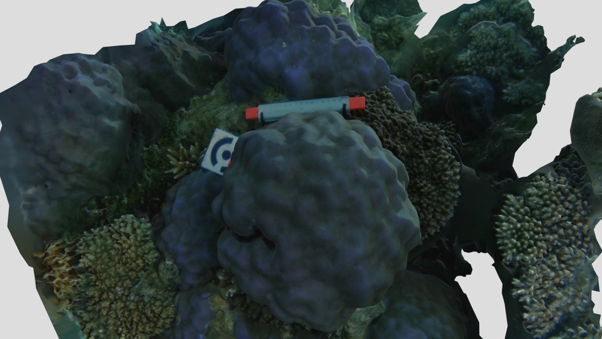 Porites lutea — Sketchfab embed 3D viewer