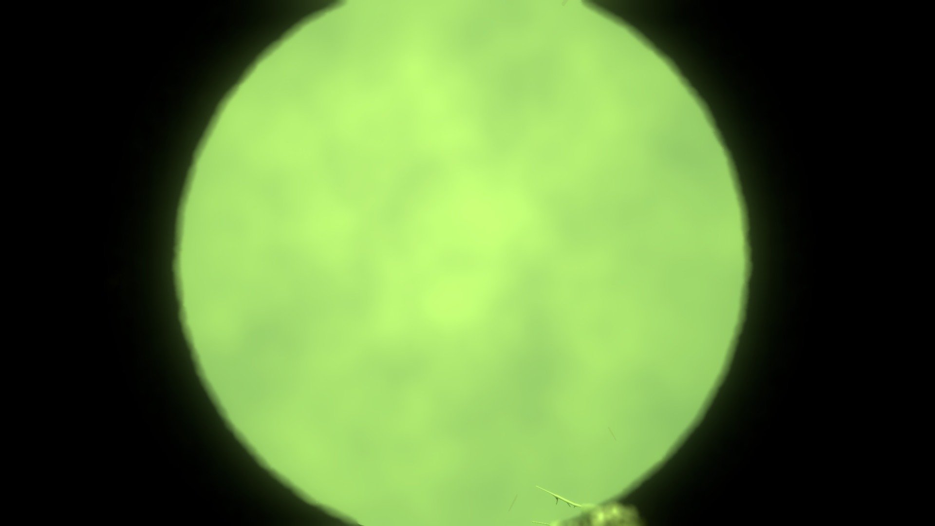 Daphnia