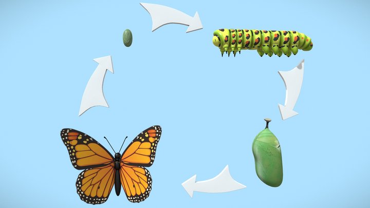 Life Cycle Of a Butterfly – Free 3D Model STL