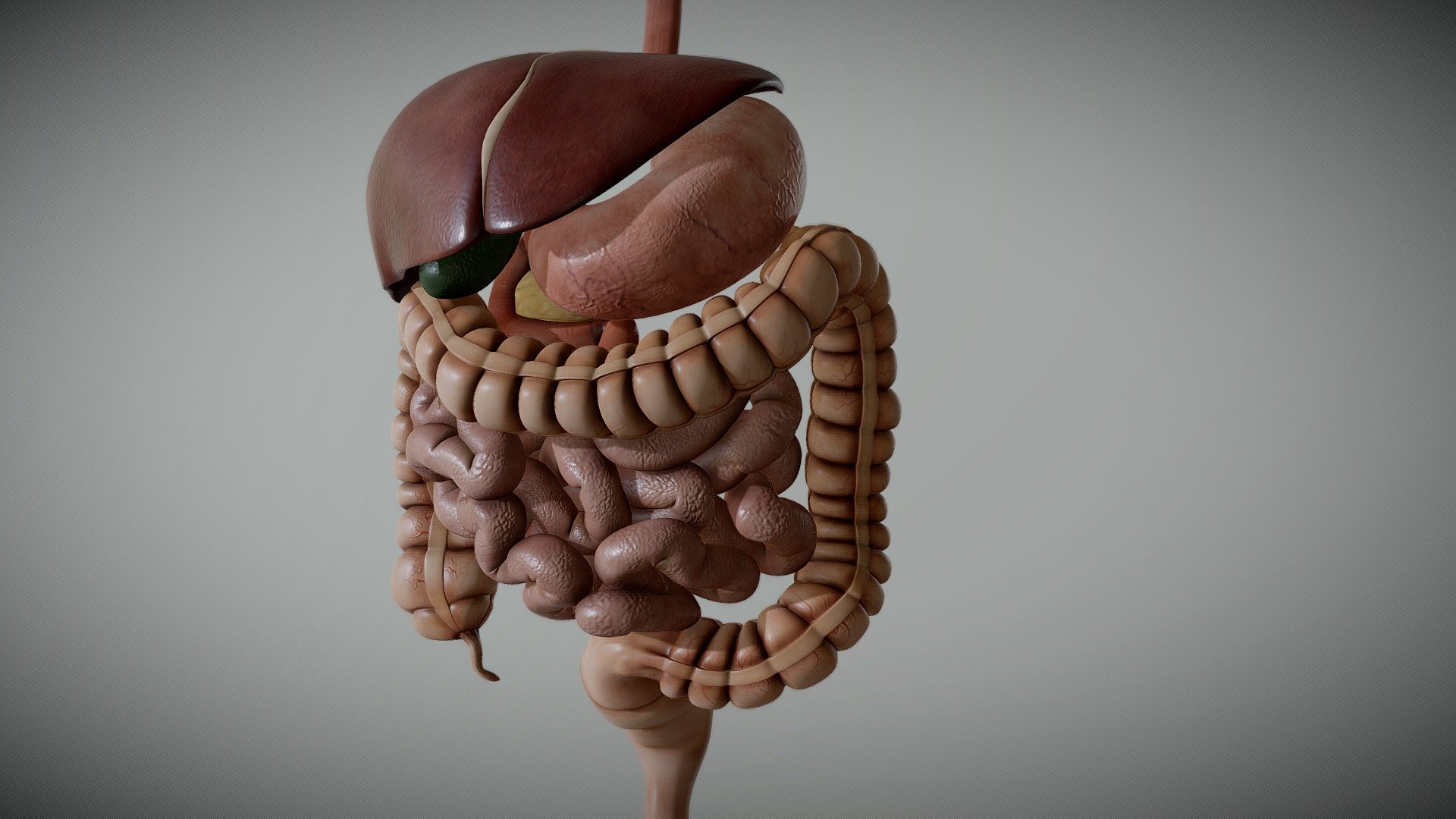 Male Digestive System - 3D model by 3dPixStudios (@3dPixStudios