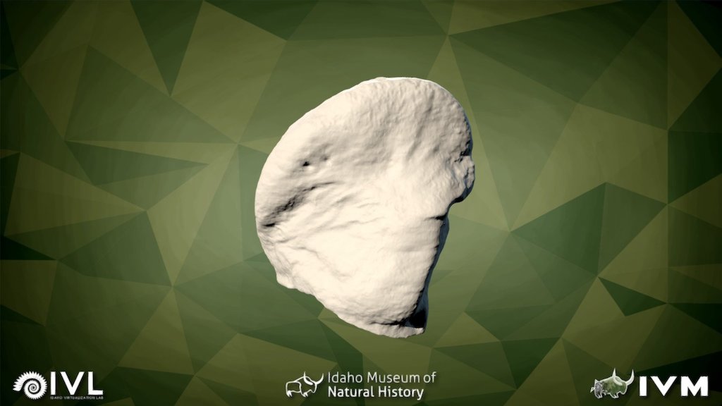IMNH-75002-27- Sesamoid2