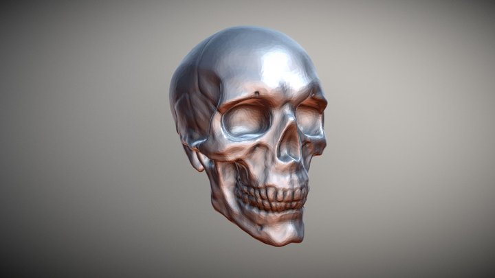 Skull study WIP 3D Model