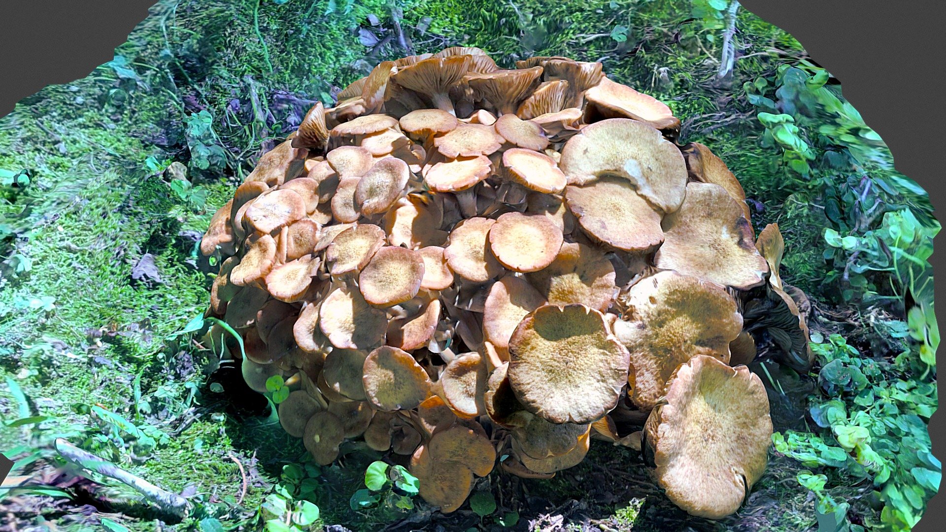 Honey Mushroom Bouquet