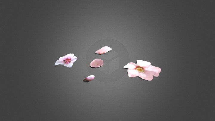 Cherry Blossom Petals, Flowers and Flower Bud 3D Model